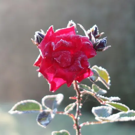 Wendelstein Casa de hóspedes 3*